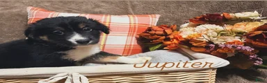 Jupiter