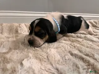 Basset Hound dogs Mox - Ad 14