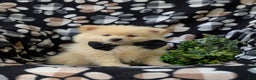 Pomeranian dogs for sale: MacDuff Genetic Testing 9 lbs Full Grown - Ad 10