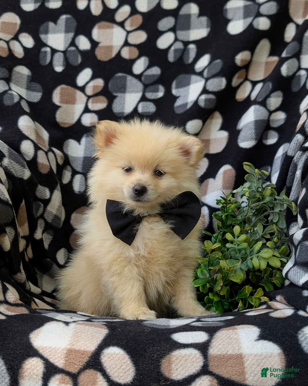 Pomeranian dogs for sale: MacDuff Genetic Testing 9 lbs Full Grown - Ad 10