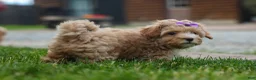 Havapoo dogs for sale: Ellie Mae 💛🐾 - Ad 12