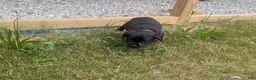 Labrador Retriever dogs for sale: Black Male (Red Collar) - Ad 6
