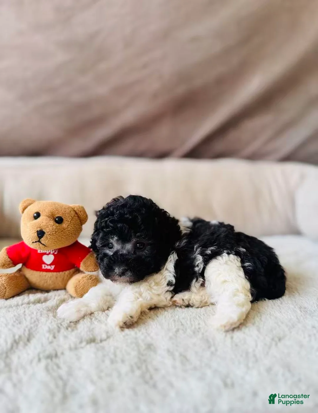 Toy Poodle dogs for sale: Toy Poodle Puppy 2 - Ad 2