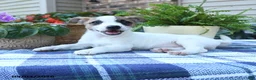 Jack Russell Terrier dogs for sale: Tulip - Ad 4
