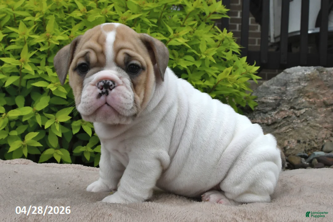 Beabull dogs for sale: Mya - Ad 1