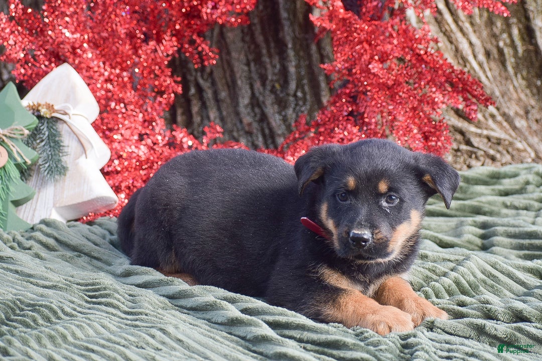 Mixed Breed dogs for sale: Annie - Ad 3