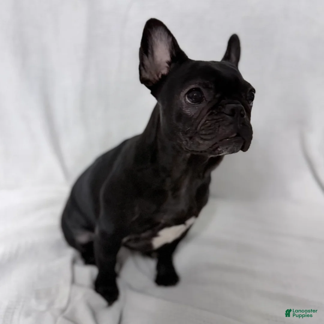 French Bulldog dogs for sale: Coco - Ad 15