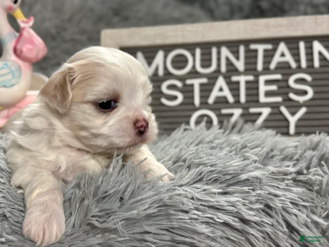 Maltipoo dogs for sale: Tiny little OZZIE - Ad 3
