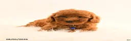 Cavapoo dogs for sale: Isaac - Ad 5