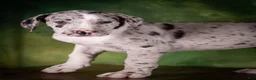 Great Dane dogs for sale: Twilight - Ad 1