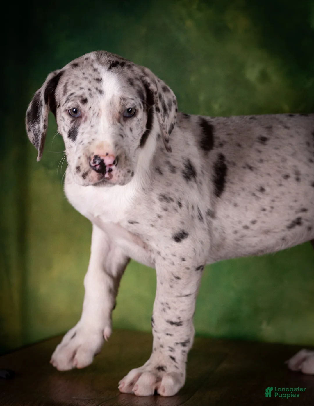 Great Dane dogs for sale: Twilight - Ad 1