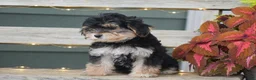 Morkie dogs for sale: Sage - Ad 3