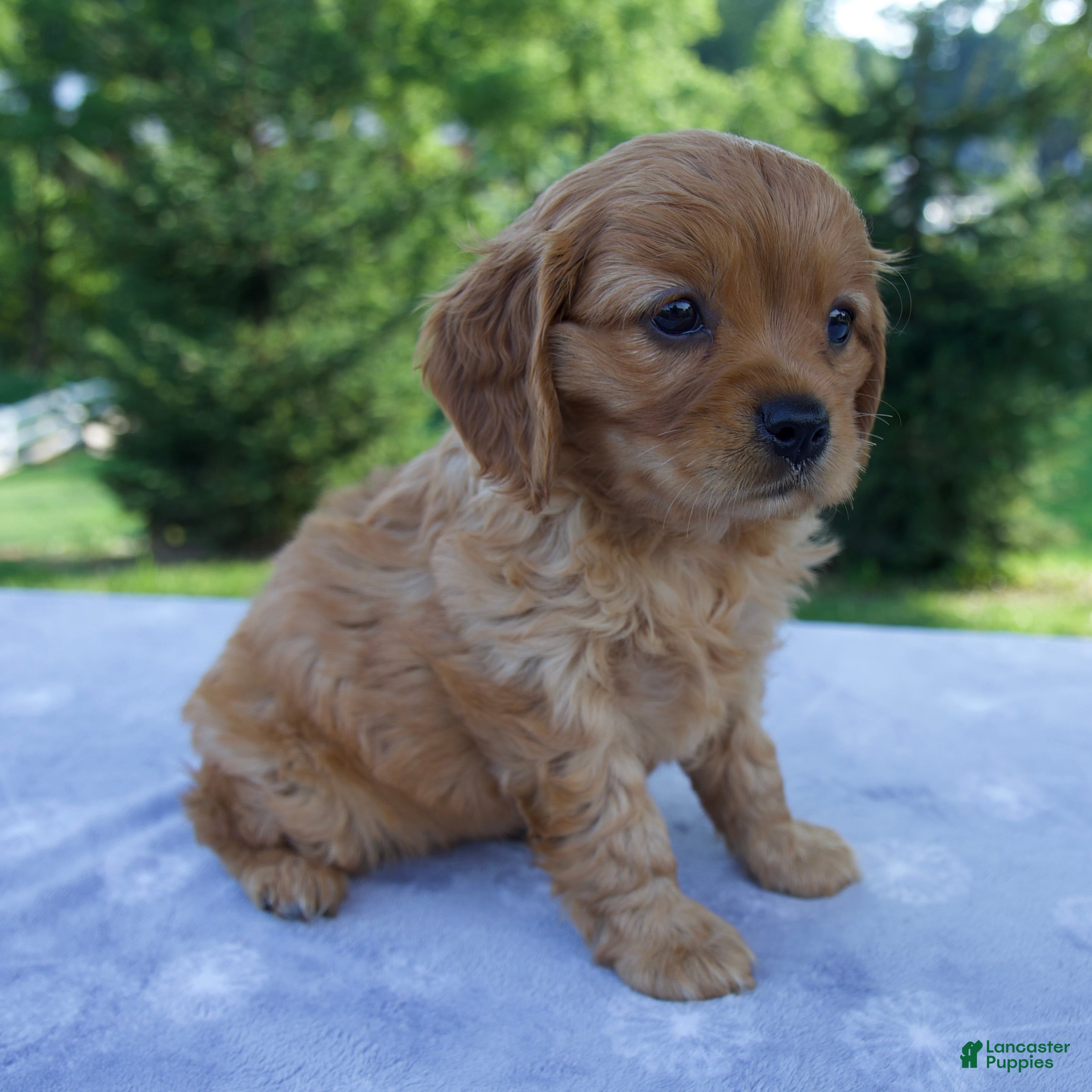 Mixed Breed dogs Remington - Ad 2