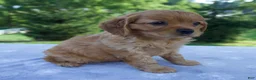 Mixed Breed dogs for sale: Remington - Ad 2