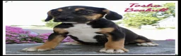 Beabull dogs for sale: Tosha - Ad 1