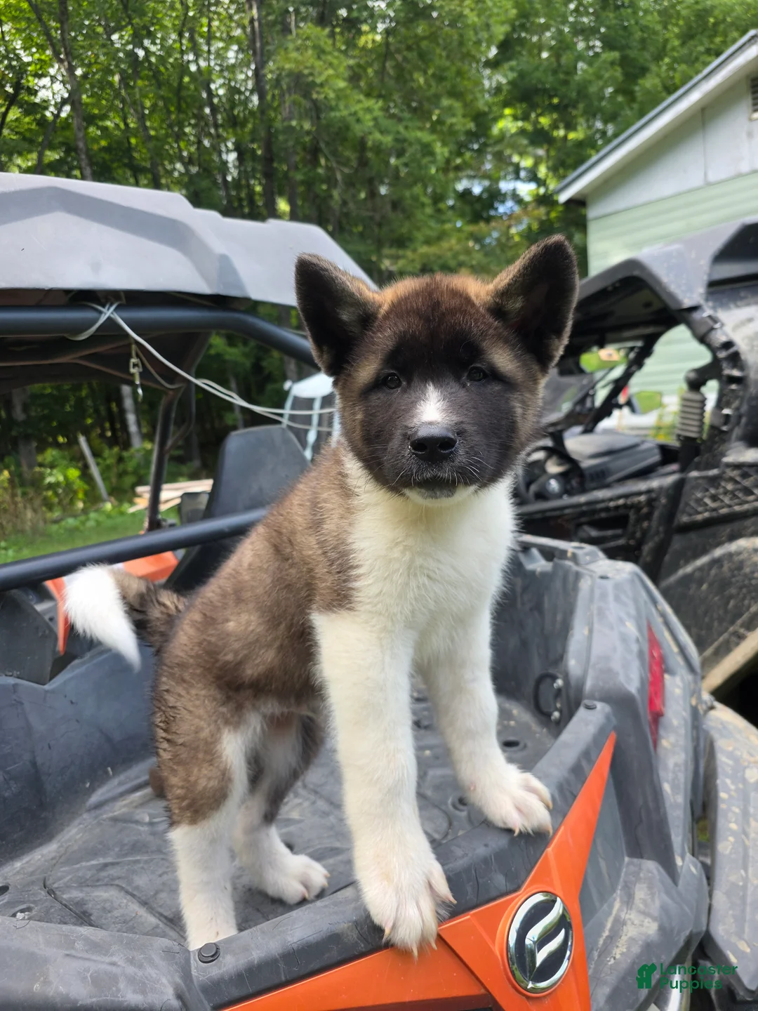 Akita dogs for sale: Akita 1 - Ad 2
