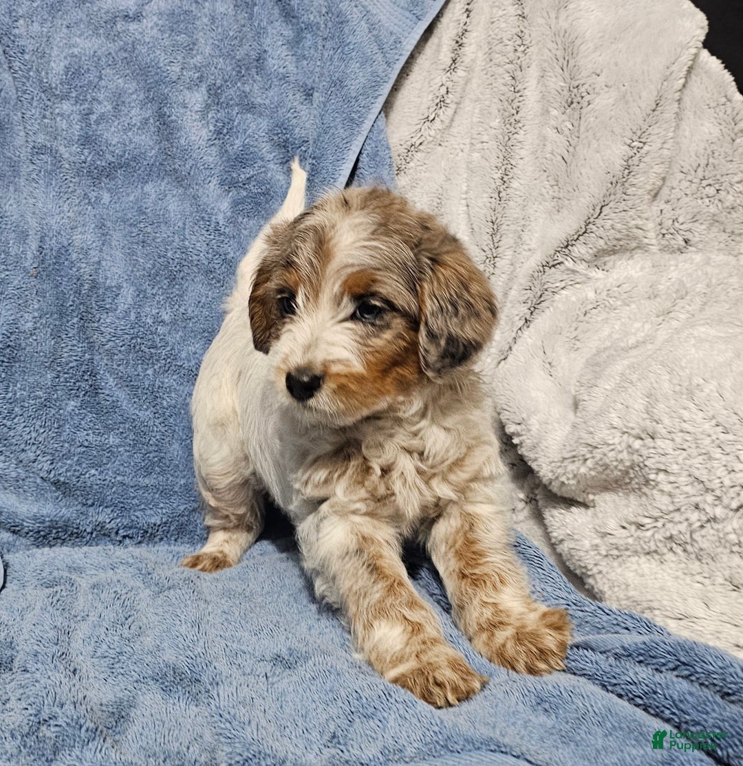 Mixed Breed dogs for sale: Koby - Ad 4