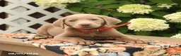 Labrador Retriever dogs for sale: Mars  - Ad 4