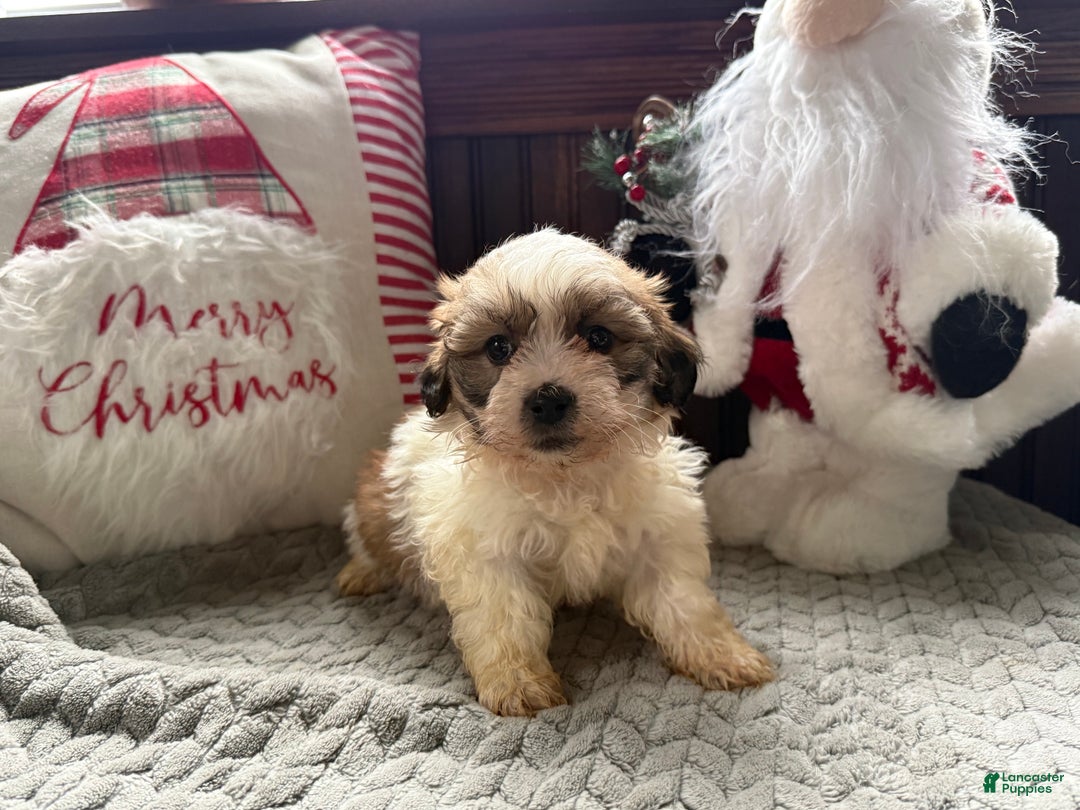 Teddy Bear dogs for sale: Roxy - Ad 3