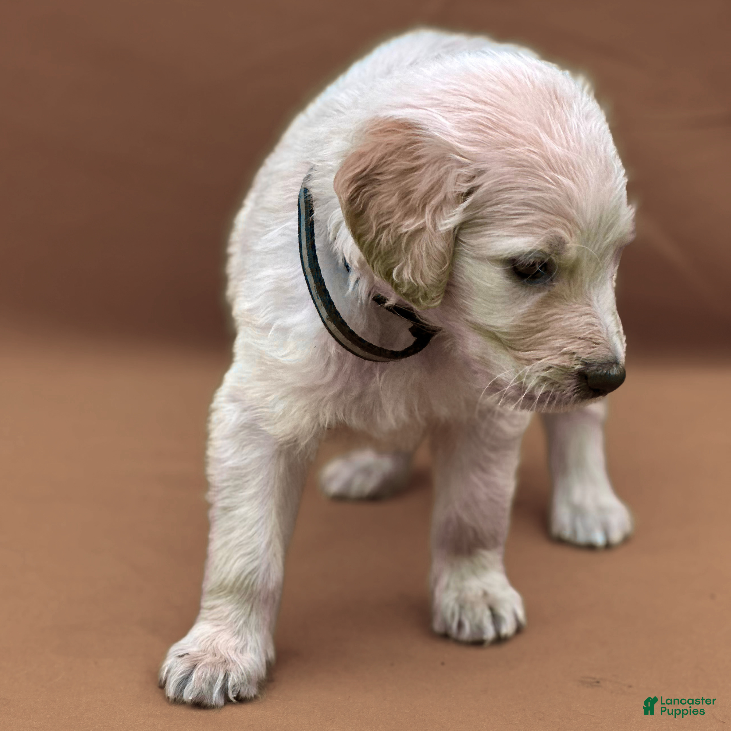 Goldendoodle dogs Ventress - Ad 2