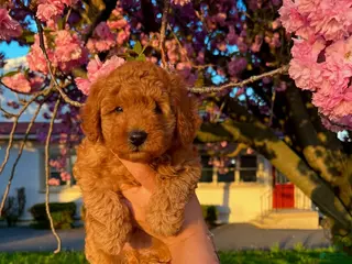 Toy Poodle dogs Nugget - Ad 6