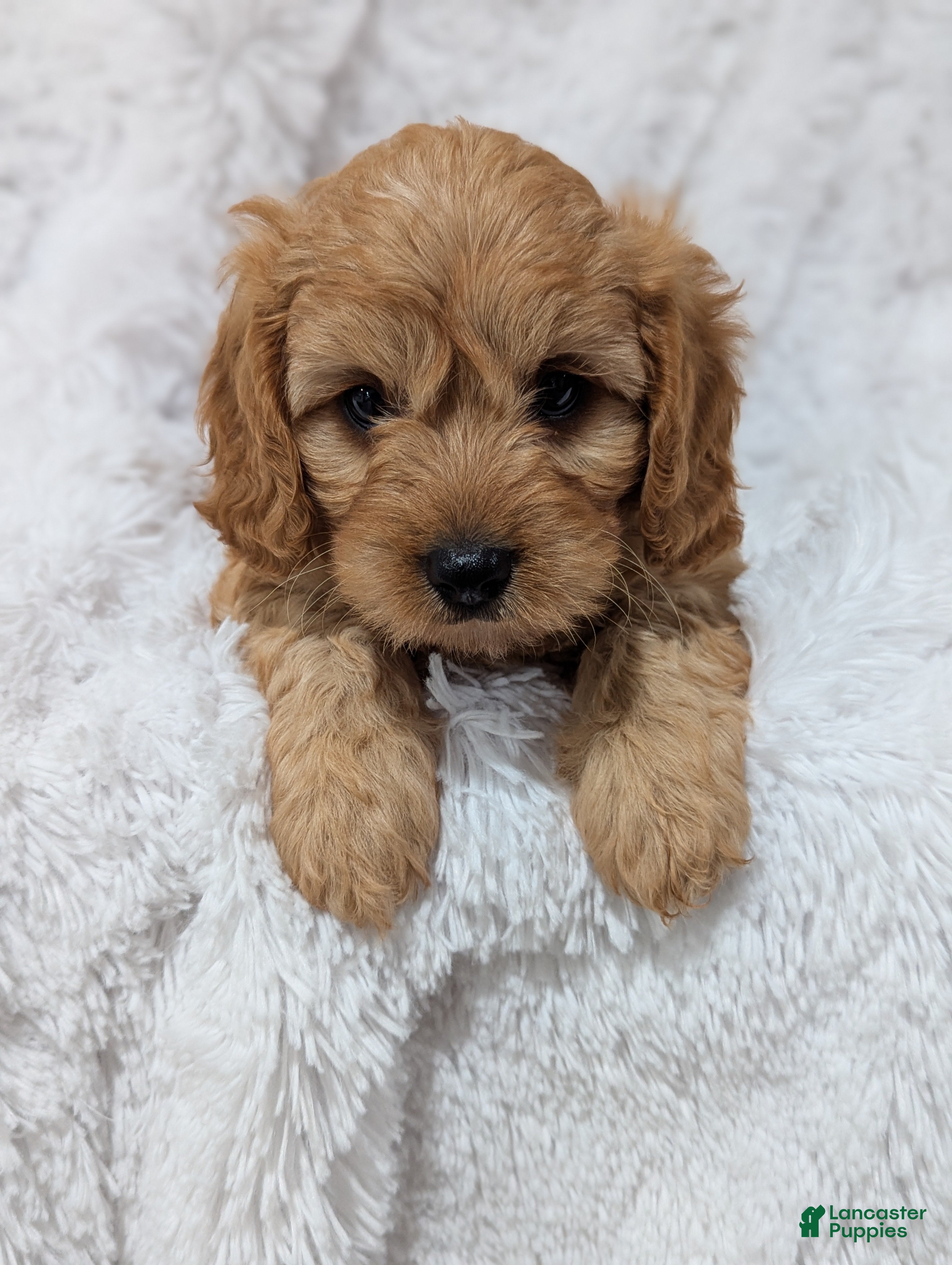 Cavapoo dogs Charlie  - Ad 1