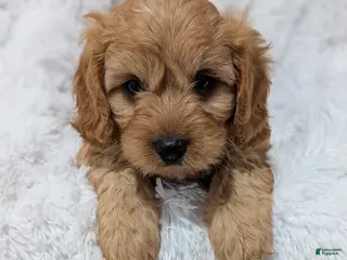 Cavapoo dogs for sale: Charlie - Ad 4