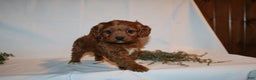 Cavapoo dogs for sale: Sally - Ad 12