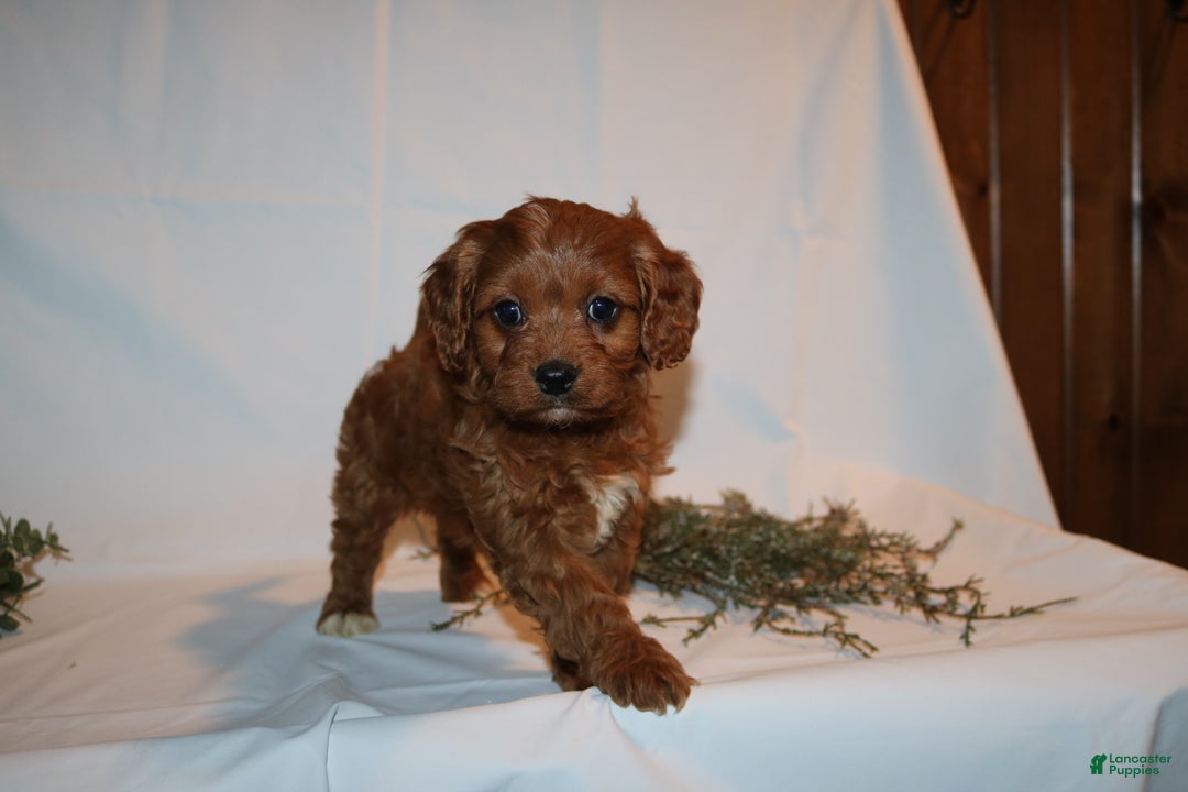 Cavapoo dogs for sale: Sally - Ad 12