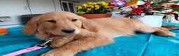 Golden Retriever dogs for sale: Sport - Ad 8