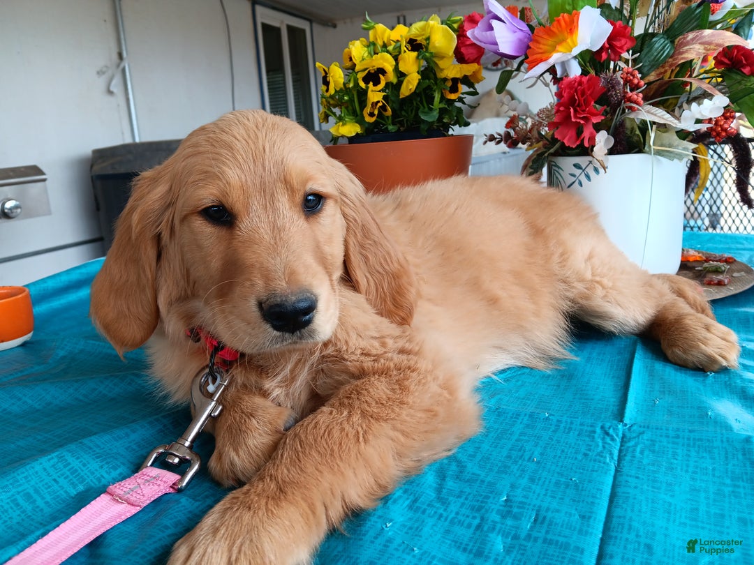 Golden Retriever dogs for sale: Sport - Ad 8
