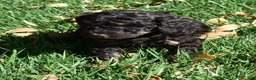 Standard Poodle dogs for sale: Standard Poodle 4 Brown Phantom - Ad 9