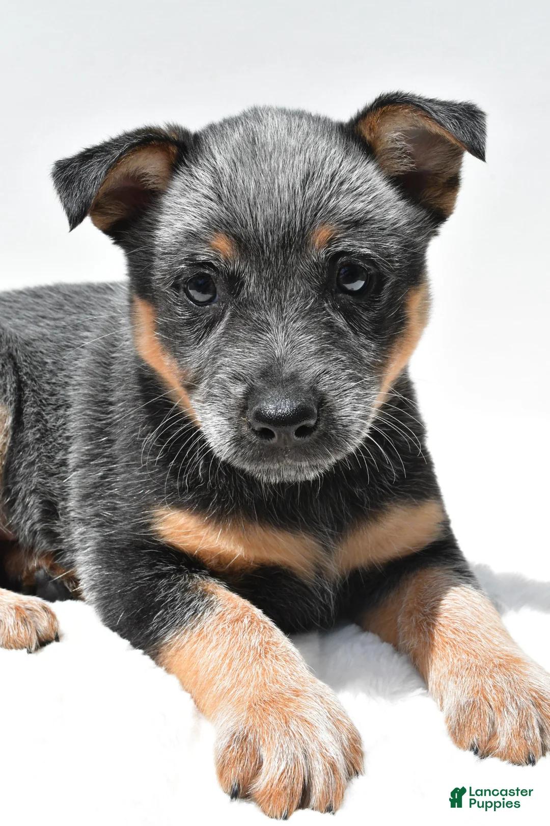 Australian Cattle Dog dogs for sale: Sapphire - Ad 8