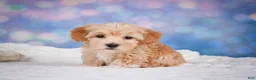 Maltipoo dogs for sale: callie - Ad 8