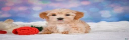 Maltipoo dogs for sale: callie - Ad 4