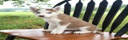 Siberian Husky dogs for sale: Sierra - Ad 5