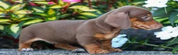 Miniature Dachshund dogs for sale:  Zoey🎀 - Ad 16