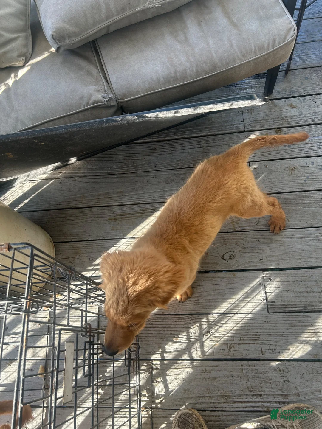 Golden Retriever dogs for sale: Golden Retriever 2 - Ad 5
