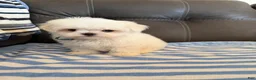 Maltese dogs for sale: Maltese Puppy 2 - Ad 2