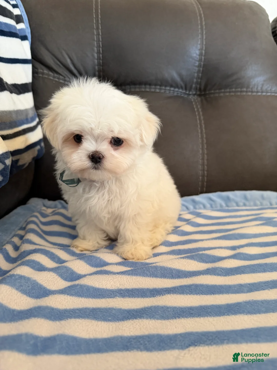 Maltese dogs for sale: Maltese Puppy 2 - Ad 2