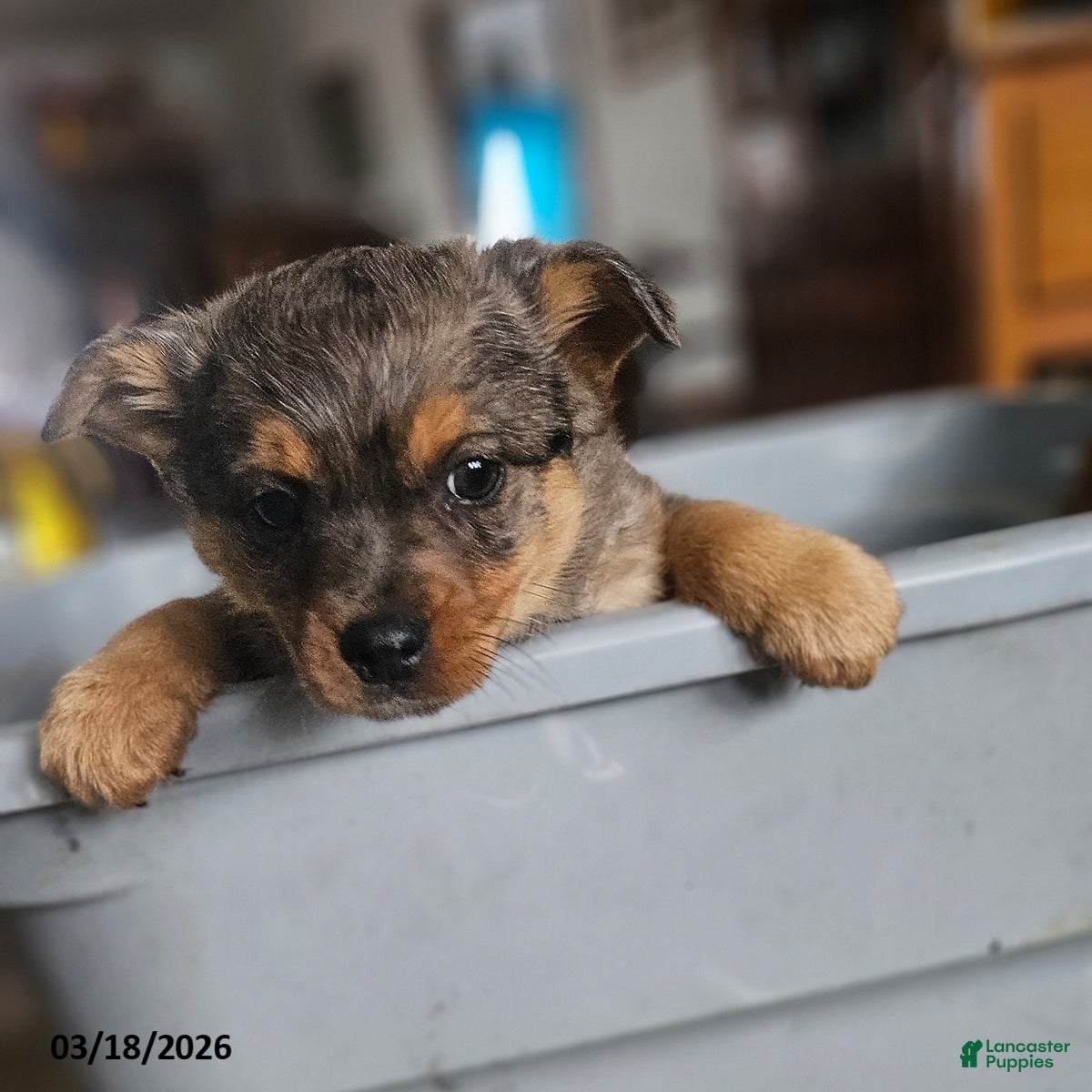 Mixed Breed dogs Smokey - Ad 1