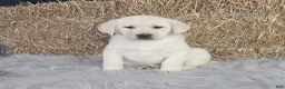 Labrador Retriever dogs for sale: Jordan - Ad 3