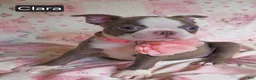 Boston Terrier dogs for sale: Clara - Ad 4