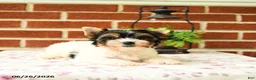 Yorkshire Terrier dogs for sale: Pansy - Ad 5