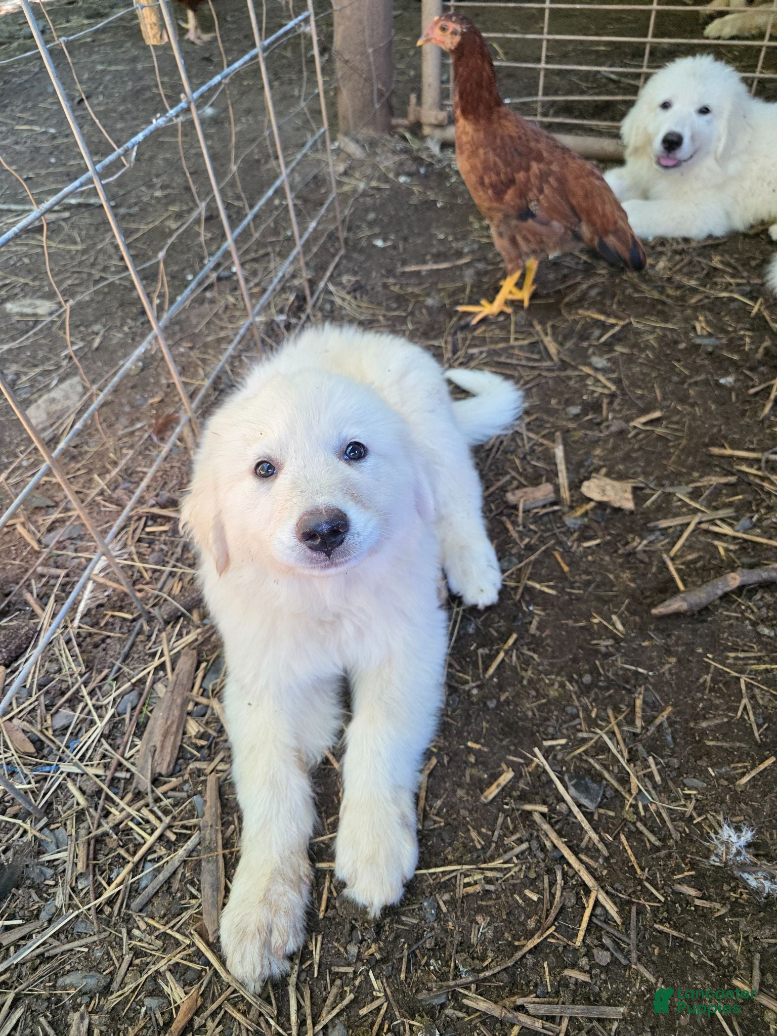 Great Pyrenees dogs Great Pyrenees 1 - Ad 24