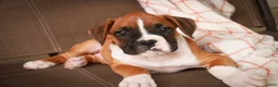 Boxer dogs for sale: Holly - Ad 3