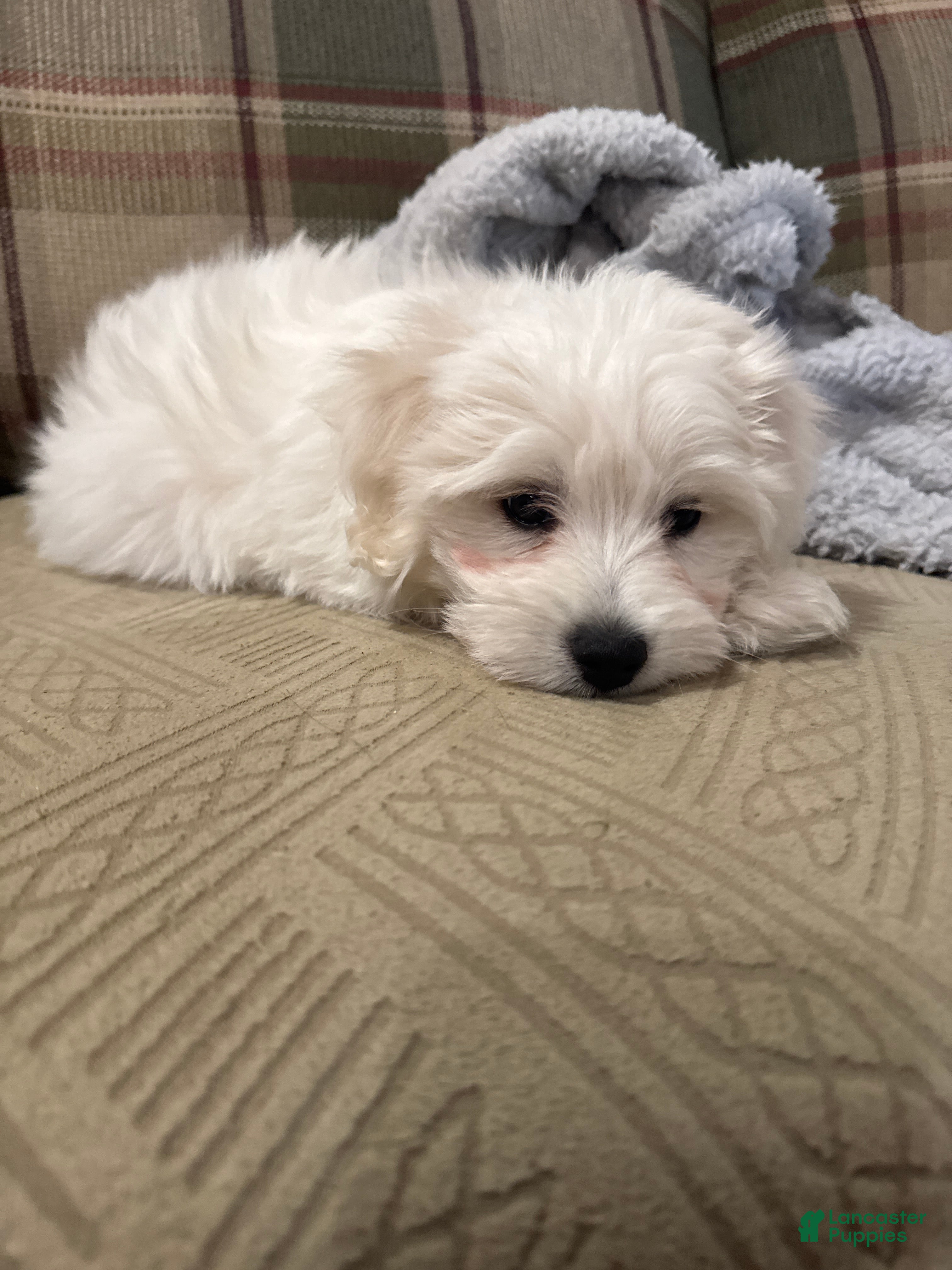 Coton De Tulear dogs Major Coton De Tulear 2 - Ad 4