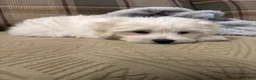 Coton De Tulear dogs for sale: Major Coton De Tulear 2 - Ad 1