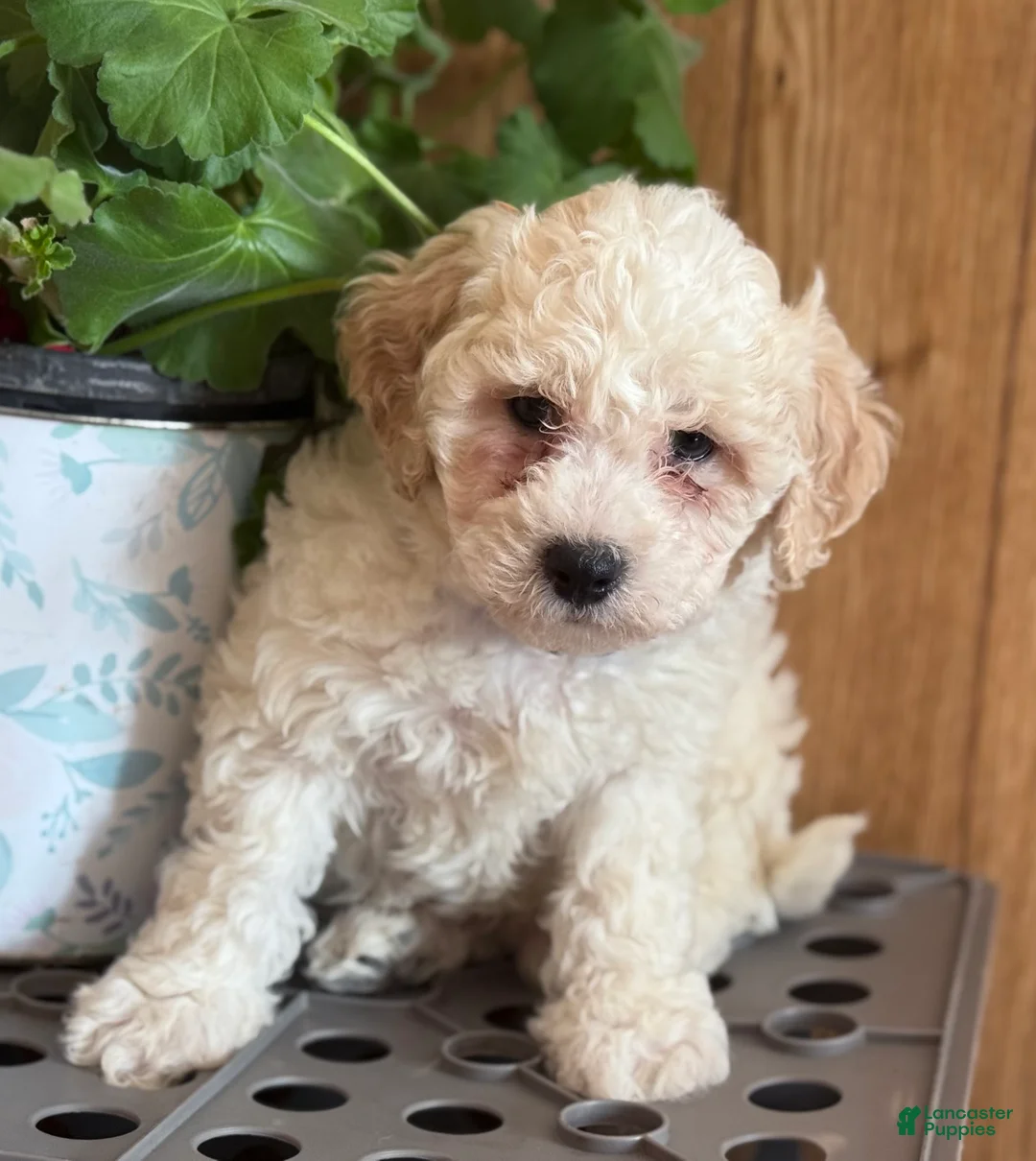 Bichpoo dogs for sale: Snowball - Ad 5