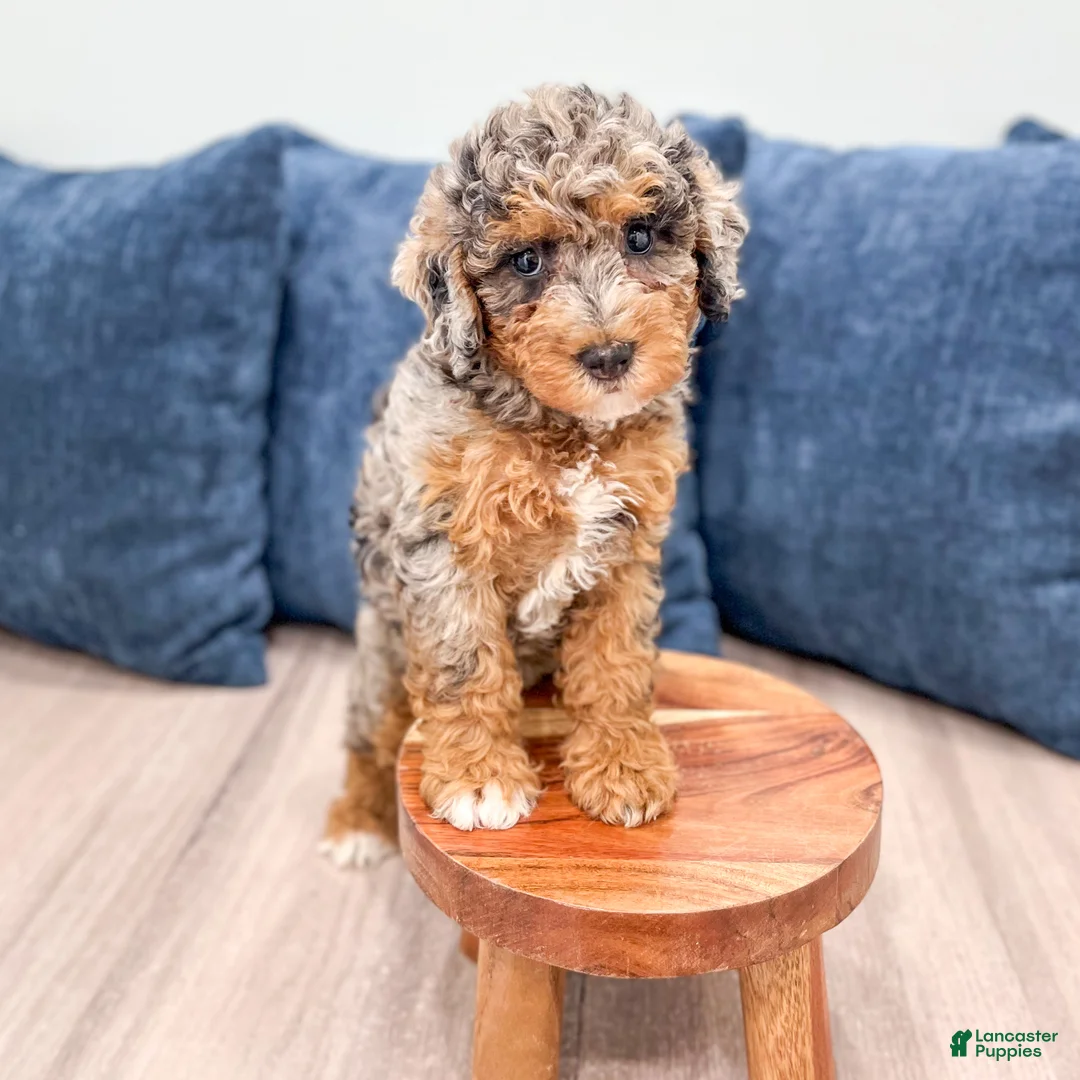 Mixed Breed dogs for sale: Nutmeg - Ad 2